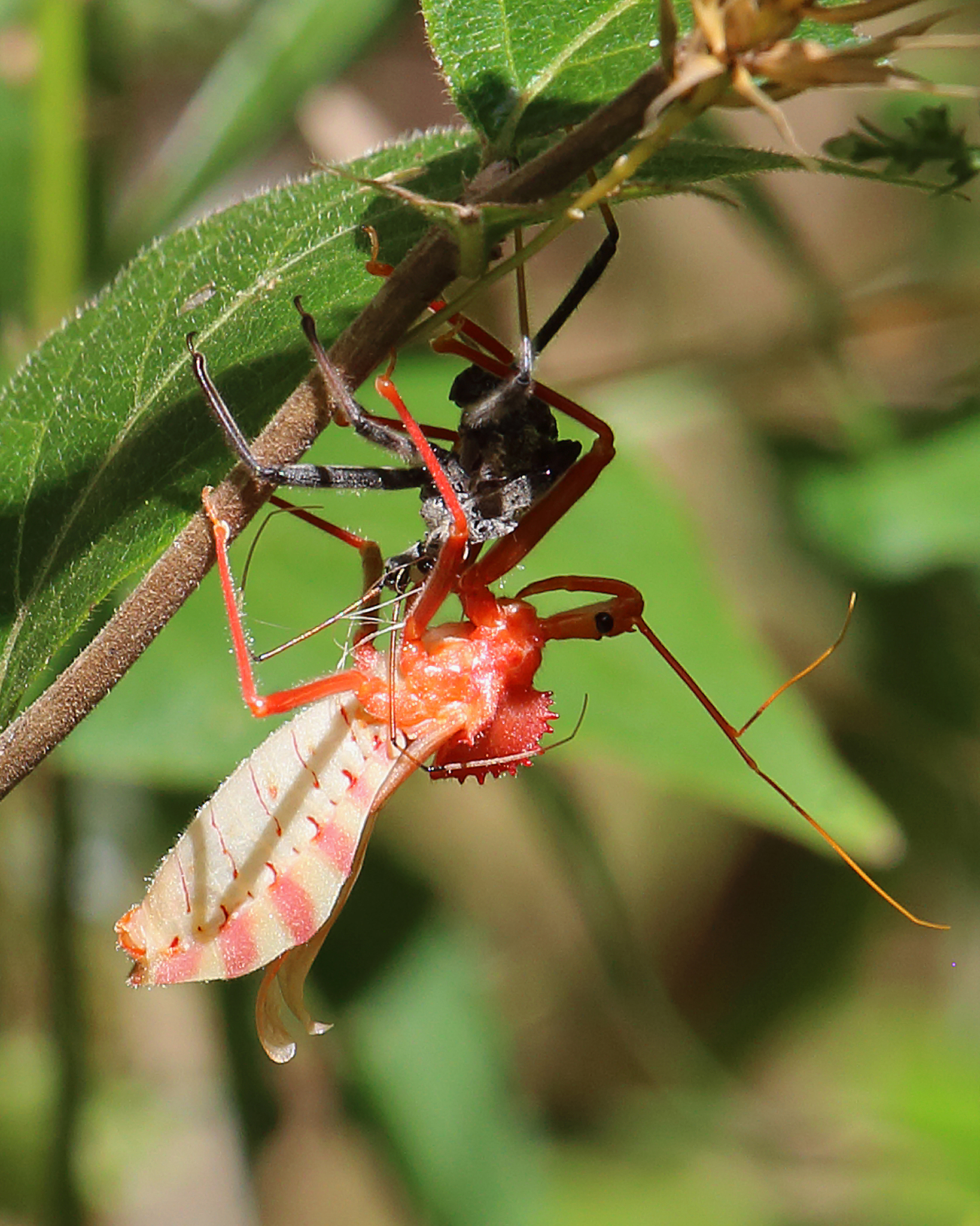 Assassin Bug - What Species? - Arilus cristatus 