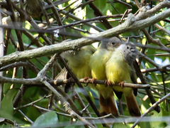 Erythrocercus livingstonei