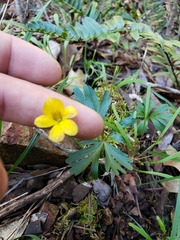 Viola sheltonii