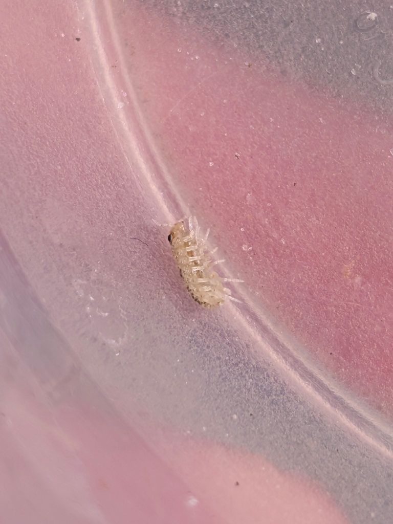 Marcuzzi's Calloused Beach Pillbug