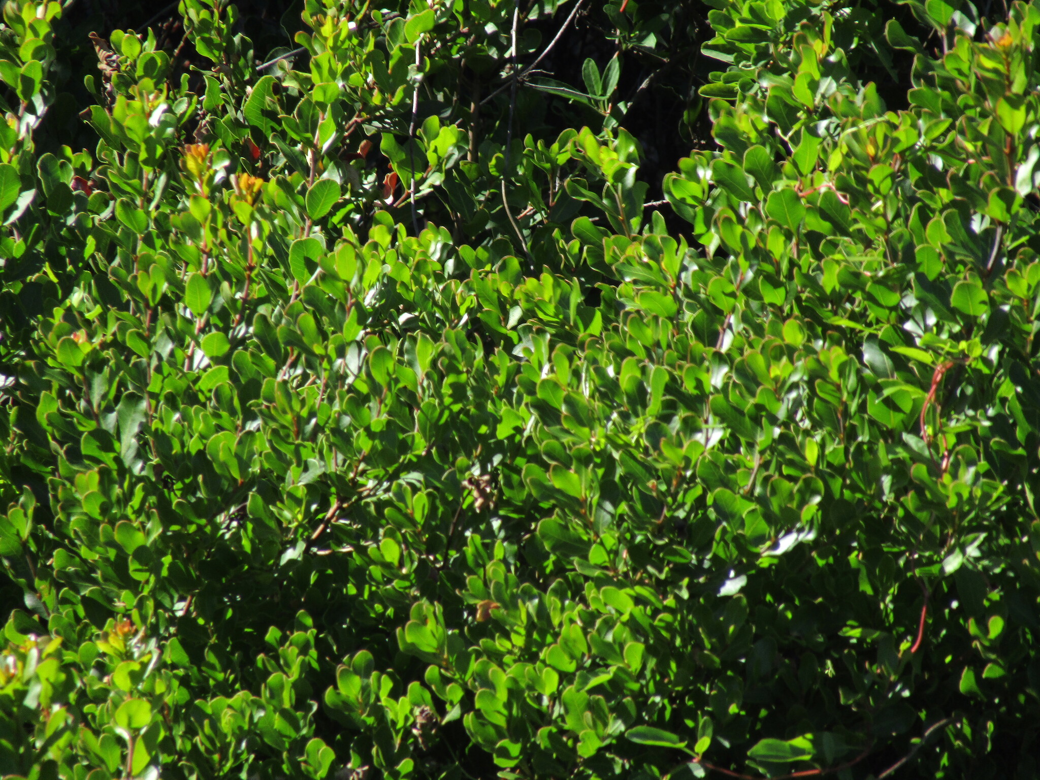 Lithraea Caustica (Lithraea caustica)
