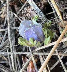 Anemone drummondii, photograph (c) Steve Matson, some rights reserved (CC BY)