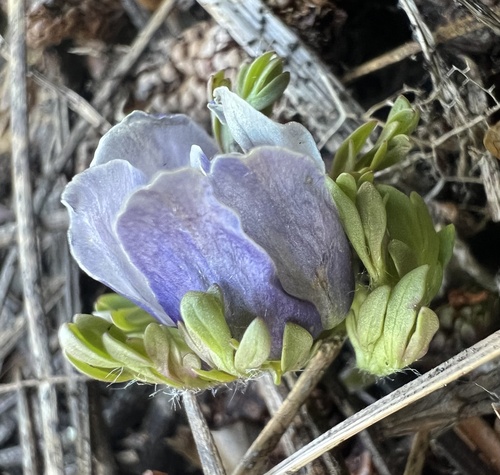 Anemone drummondii, photograph 6