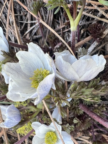 Drummond's Anemone (Anemone drummondii)