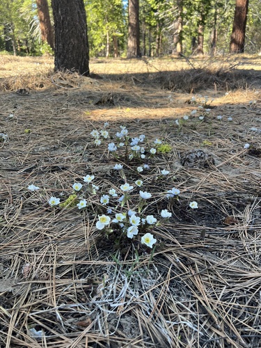 Anemone drummondii, photograph 4