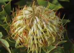 Banksia baxteri