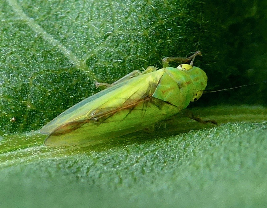 Neocoelidiinae