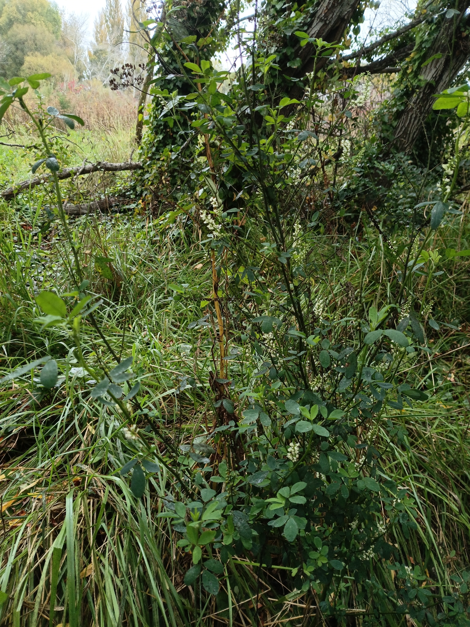 White Sweetclover (Melilotus albus)