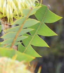 Banksia baxteri
