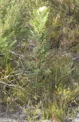 Banksia baxteri