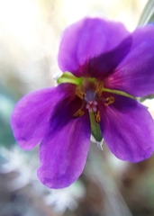 Erodium texanum