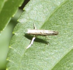 Epicephala australis