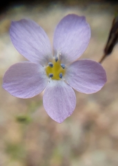 Gilia flavocincta