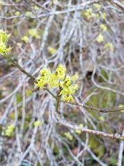 Cornus sessilis