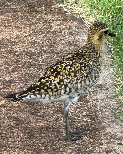 iNaturalist: (c) lisa4086, some rights reserved (CC BY-NC) iNaturalist image