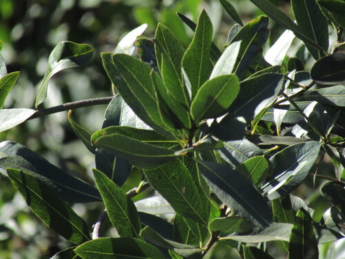 Kageneckia oblonga (Kageneckia oblonga)