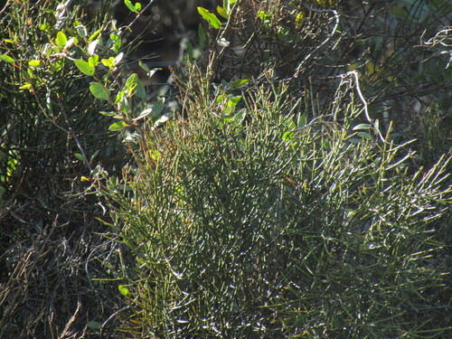 Retanilla ephedra, photograph 3