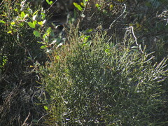 Retanilla ephedra, photograph (c) Bruno Avilez, some rights reserved (CC BY)