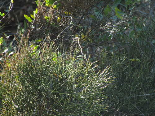 Retanilla ephedra, photograph 4