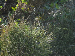 Retanilla ephedra, photograph (c) Bruno Avilez, some rights reserved (CC BY)