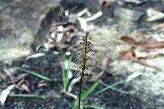 Genoplesium filiforme