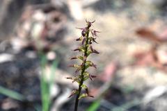 Genoplesium filiforme