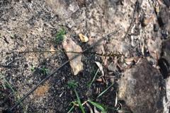 Genoplesium filiforme