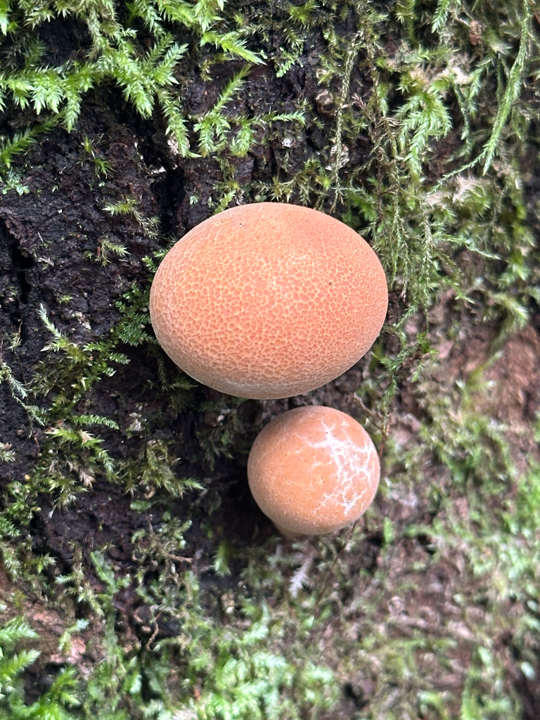 Cryptoporus volvatus · April 2026 · photo: © nartb (iNaturalist, cc0)