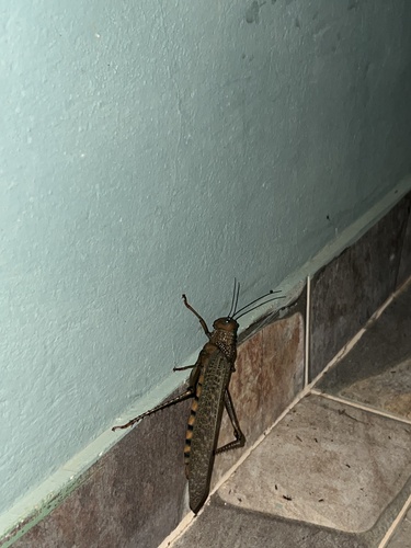 giant red-winged grasshopper