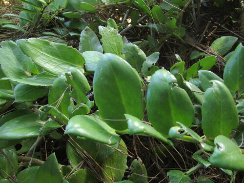 Griselinia scandens (Griselinia scandens)