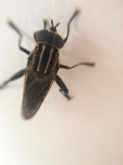 Orthoprosopa bilineata
