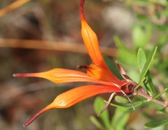 Lambertia inermis