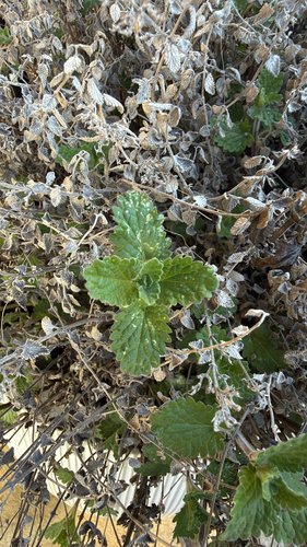 lemon balm (Melissa officinalis)