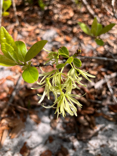 Pygmy fringetree (Chionanthus pygmaeus)