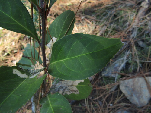 Mayten (Maytenus boaria)