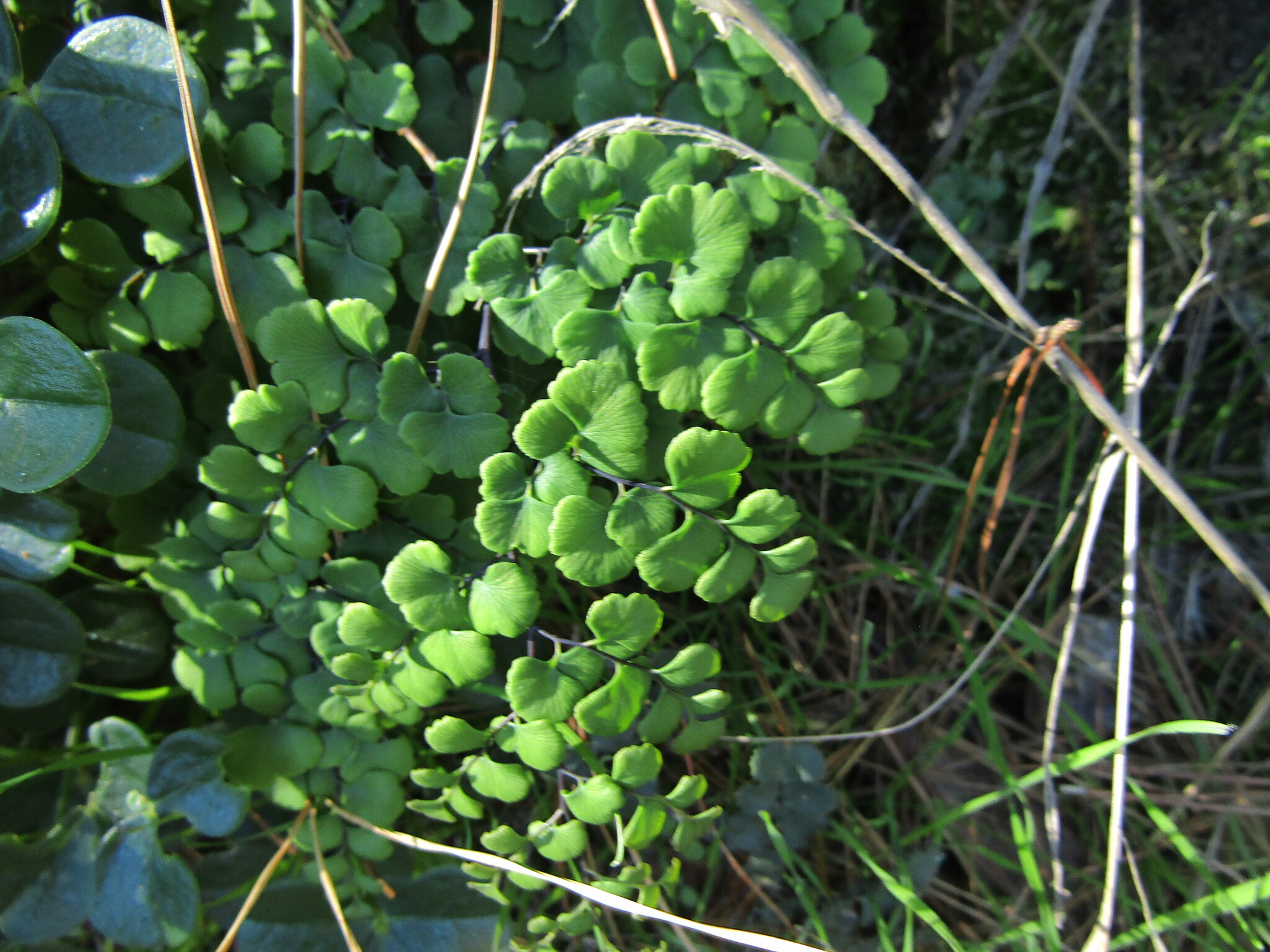 Adiantum Chilense (Adiantum chilense)