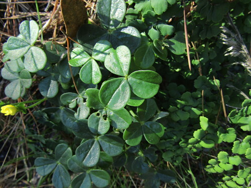 Fleshy Yellow-sorrel (Oxalis mirbelii)