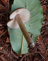 Entoloma pseudostrictium