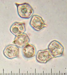 Entoloma pseudostrictium