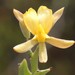 Jacksonia grevilleoides - Photo (c) overlander (Gerald Krygsman), algunos derechos reservados (CC BY-NC), subido por overlander (Gerald Krygsman)