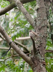 Passer montanus montanus