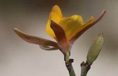 Jacksonia grevilleoides