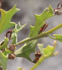 Jacksonia grevilleoides