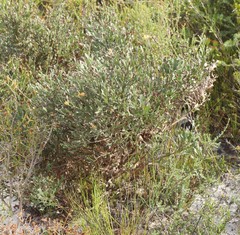 Jacksonia grevilleoides