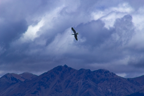 iNaturalist: (c) barbs, some rights reserved (CC BY-NC), uploaded by barbs iNaturalist image