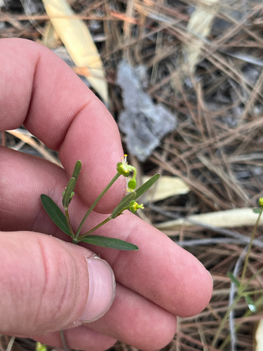 Carolina ipecac (Euphorbia ipecacuanhae)