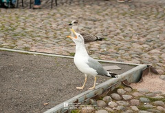 Larus argentatus argentatus
