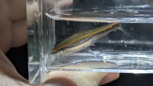 Redeye Chub