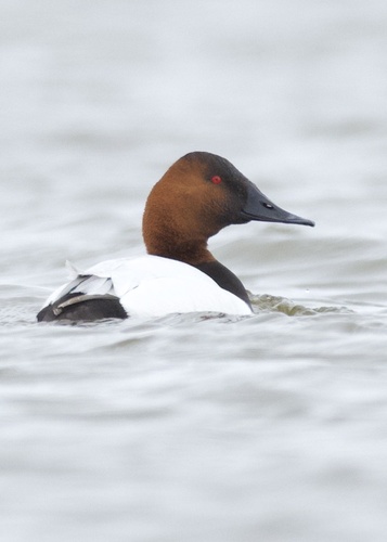 Canvasback