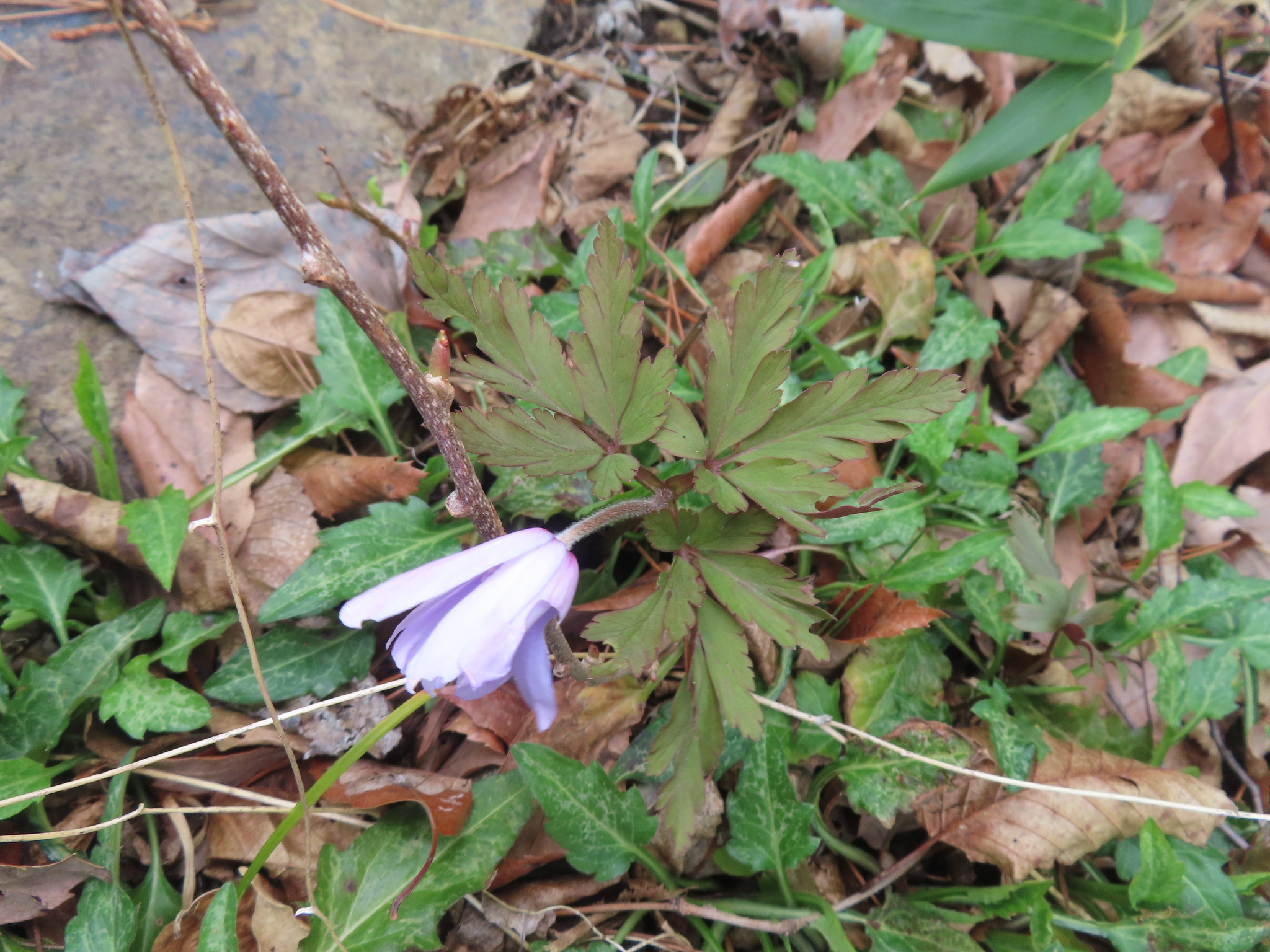 Anemonoides pseudoaltaica